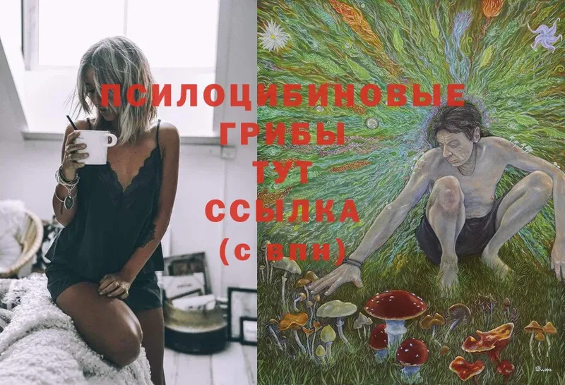 цена   Вязники  Галлюциногенные грибы Cubensis 